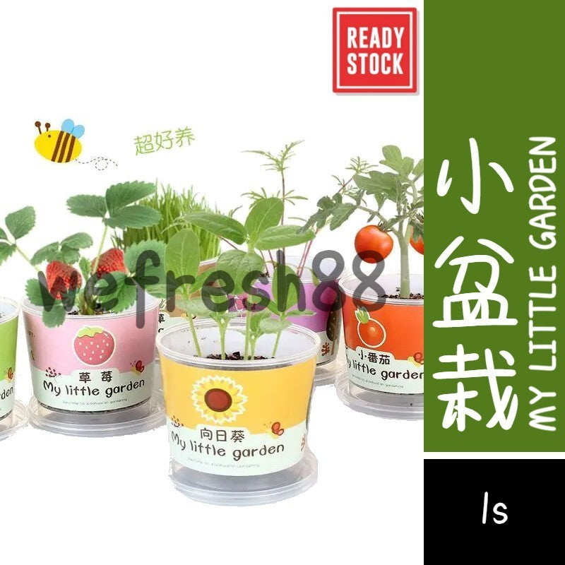 [新货亏本冲销量] My Little Garden Kids DIY Plant Random Seeds 小盆栽 防辐射 吸甲醛 净化空气 开心农场 儿童种植盒 我的小小花园 随机发货(1s)