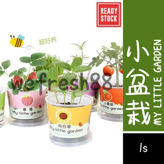 [新货亏本冲销量] My Little Garden Kids DIY Plant Random Seeds 小盆栽 防辐射 吸甲醛 净化空气 开心农场 儿童种植盒 我的小小花园 随机发货(1s)
