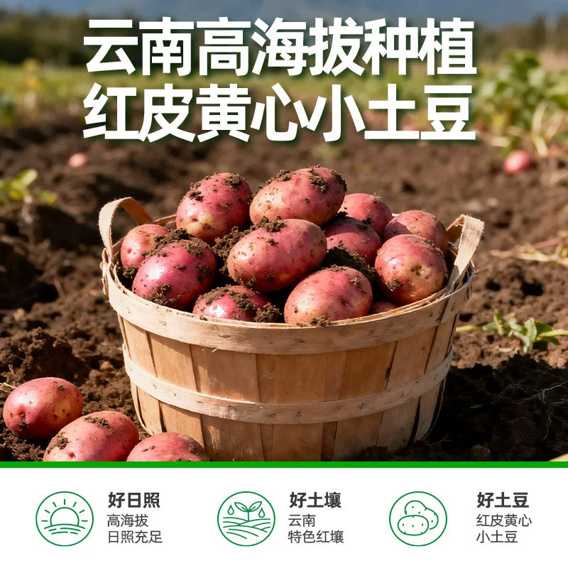 [新货亏本冲销量] 滇二娃  高原小土豆 0脂 鲜蒸 粉糯 孜然 黑胡椒  云南高原小土豆 即食代餐健康零食 DianErWa Yunnan Mini Potato 0 Fat Diet Snack Ready to Eat (250g)