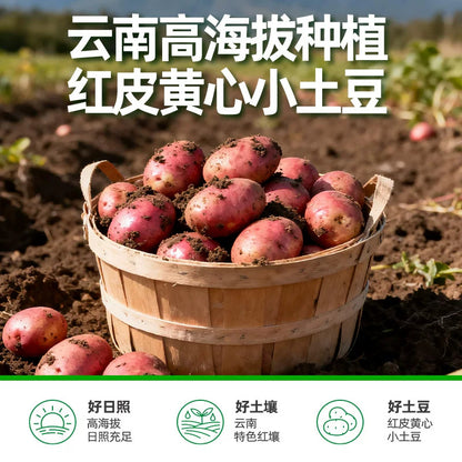 [新货亏本冲销量] 滇二娃  高原小土豆 0脂 鲜蒸 粉糯 孜然 黑胡椒  云南高原小土豆 即食代餐健康零食 DianErWa Yunnan Mini Potato 0 Fat Diet Snack Ready to Eat (250g)