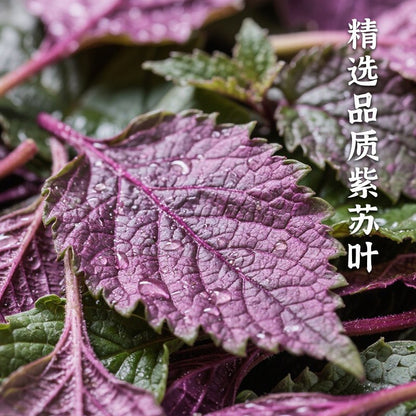 [新货亏本冲销量]洗象堂 紫苏酱 地道提鲜神器 下饭酱 火锅酱 炒菜拌饭面滋补经典方 XiXiangTang Perilla Sauce Paste Dipping Sauce Stir-fry (150G)